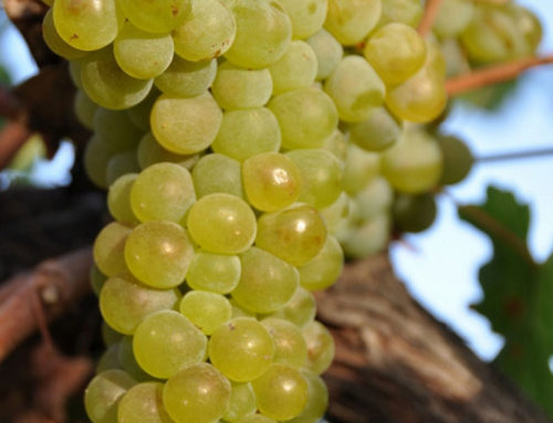 Viognier